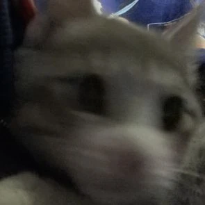  e1se Apex Legends Profilbild May 2025